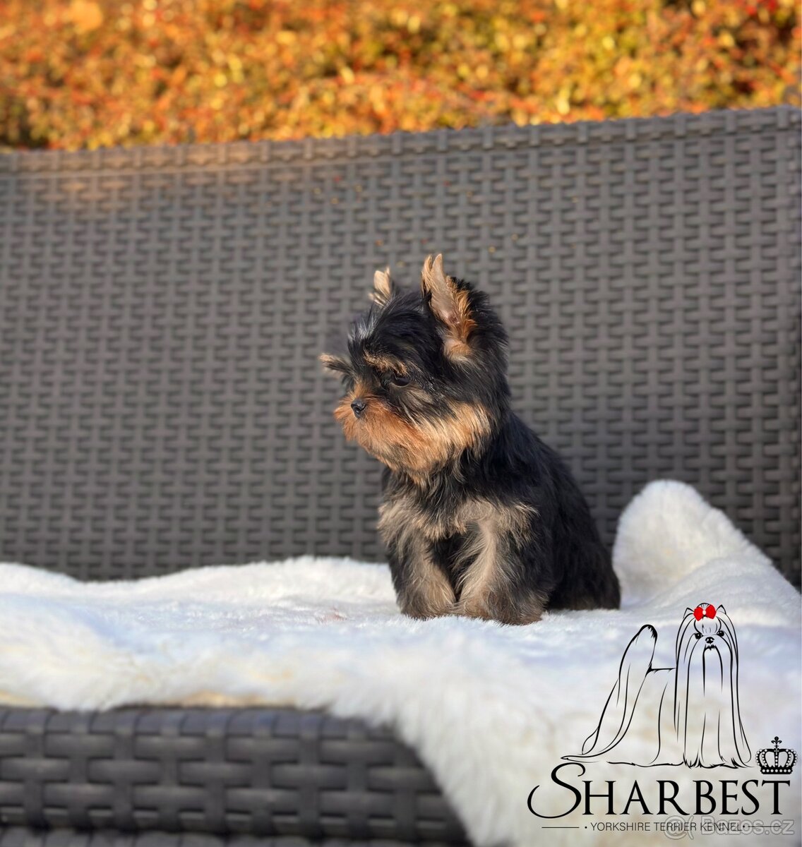 Jorkšírsky teriér s PP FCI, fenečky - 5