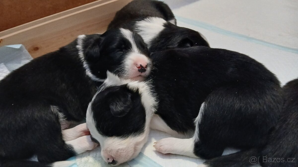 Štěňata Border kolie - 5