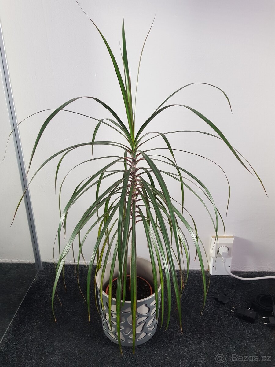 Krásné domácí květiny - 5