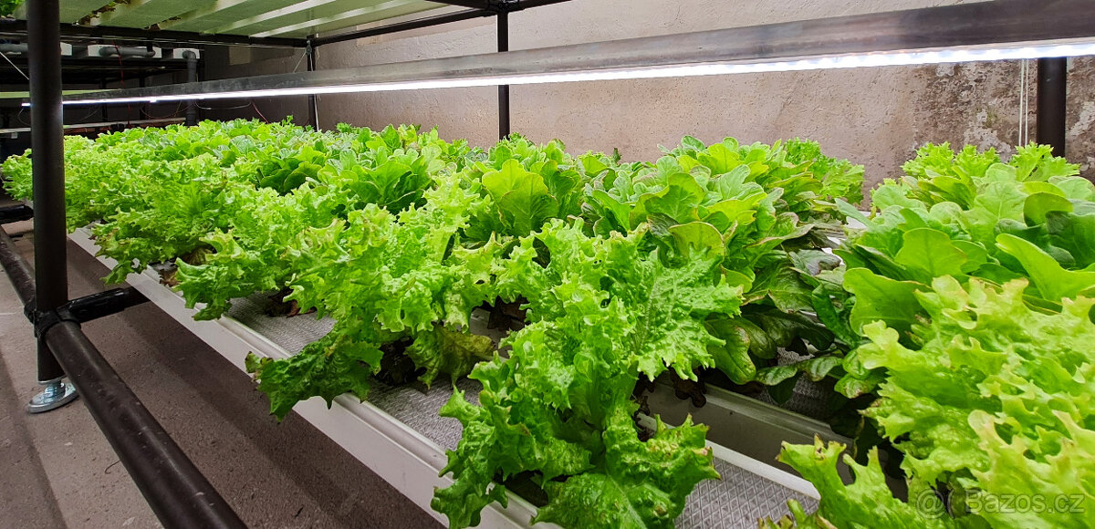 AQAPONICKA FARMA Pronajem - 5