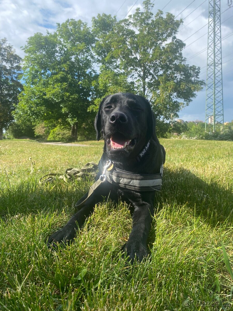 Černý labradorský retrívr - 5