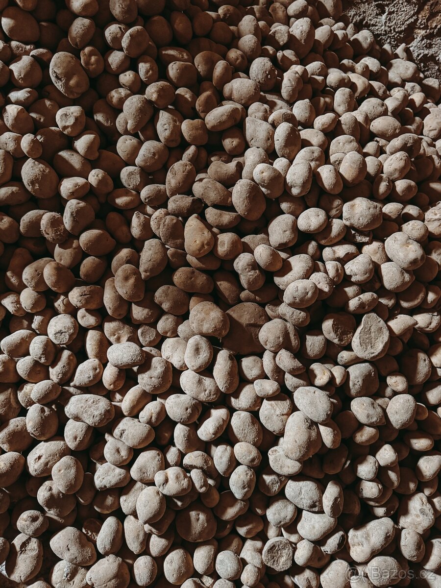 BRAMBORY na uskladnění ADÉLA - 5