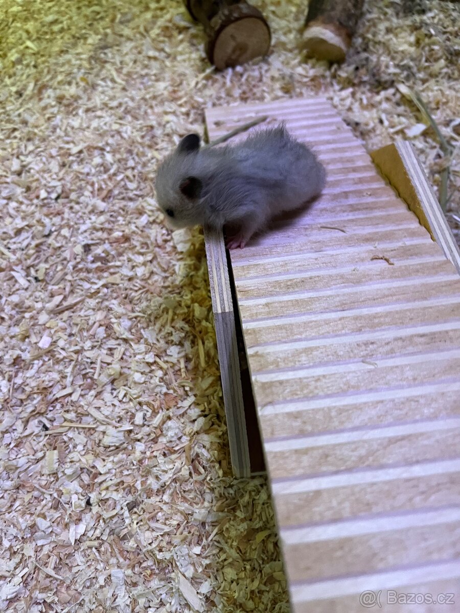 Křeček Syrský nar. 15.2.2026. - 5