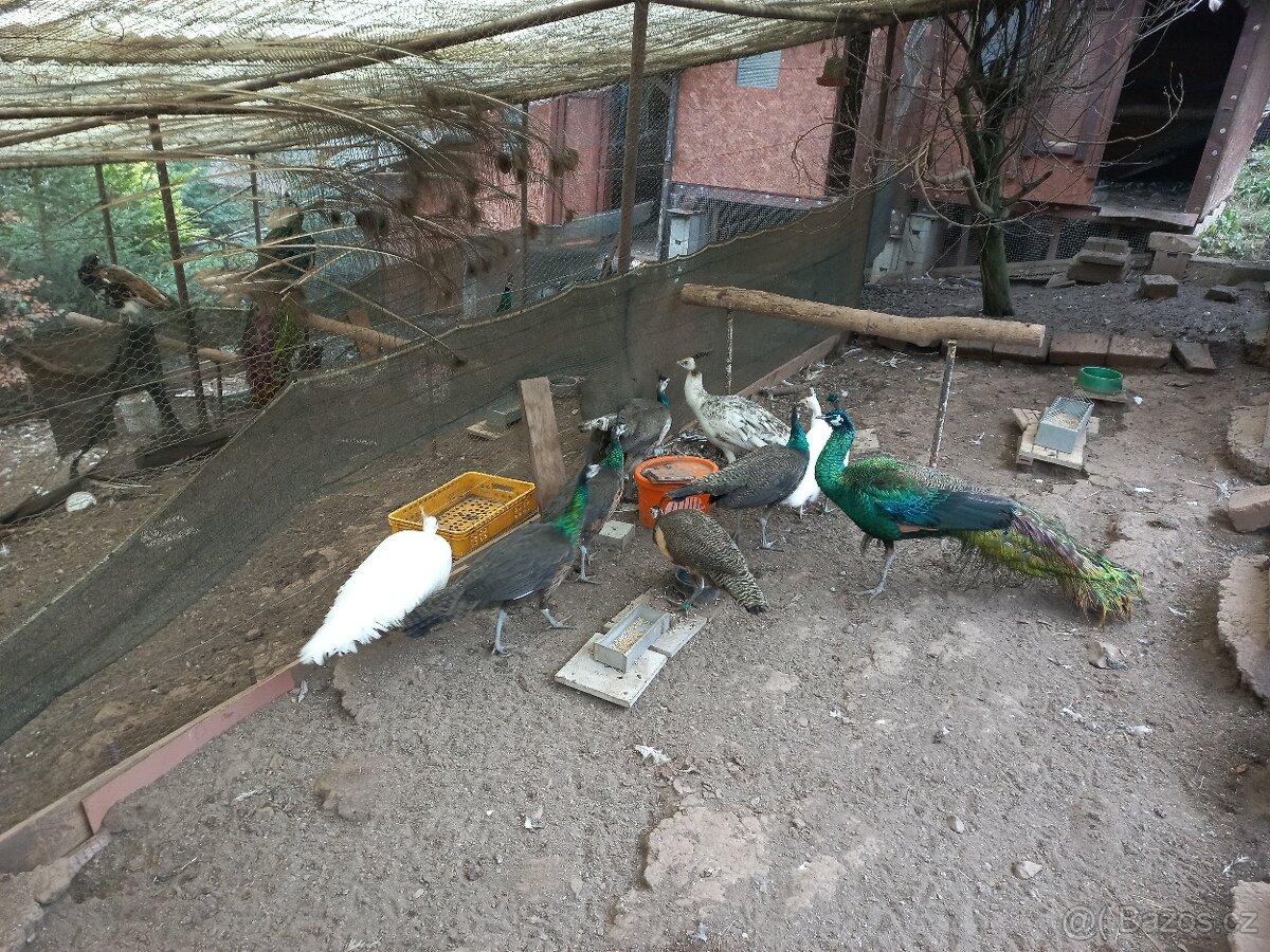 Páv modrý korunkatý, smaragd spalding, emerald spalding - 5