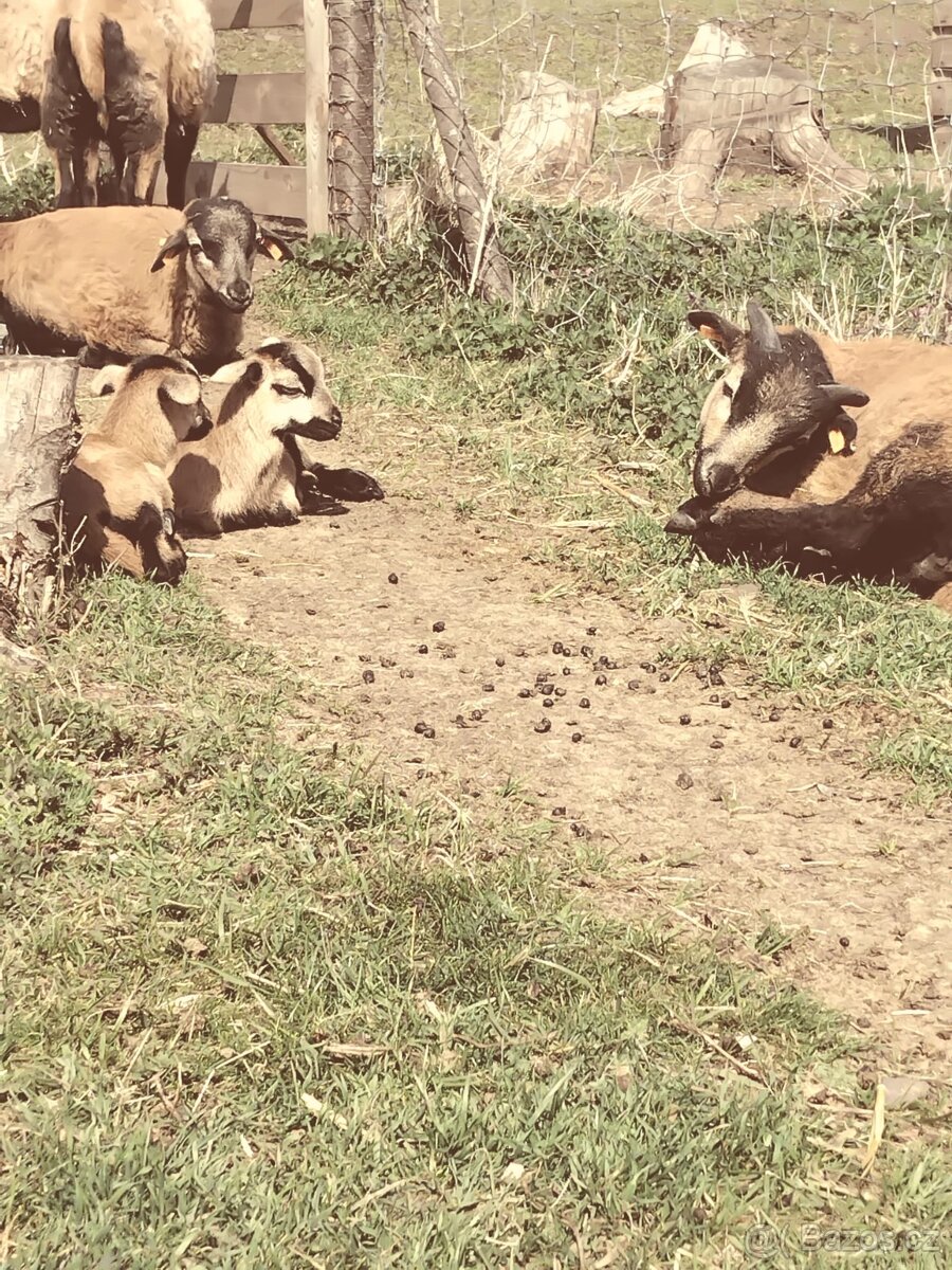 Kamerunská ovce - 5