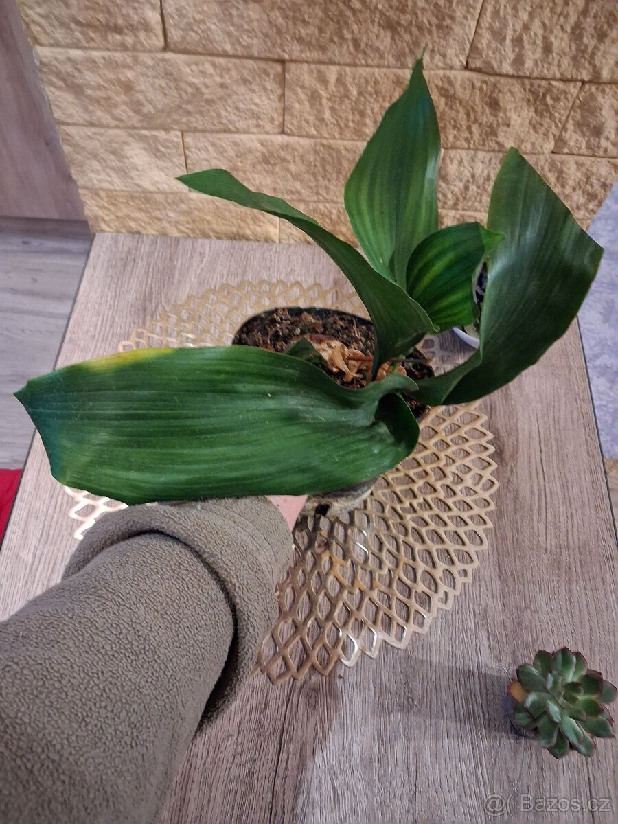 Pokojové rostliny 1 - 5