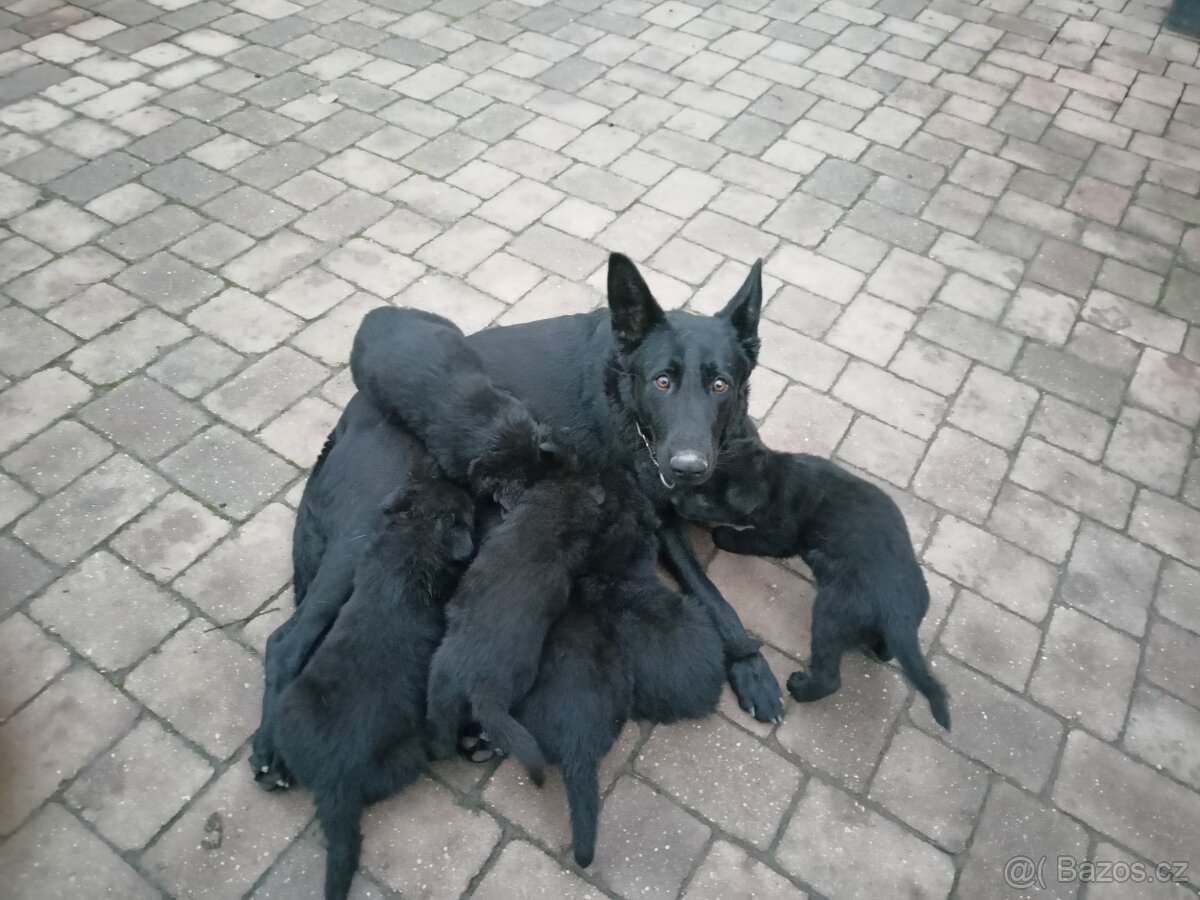 Německý ovčák, štěňata - 5