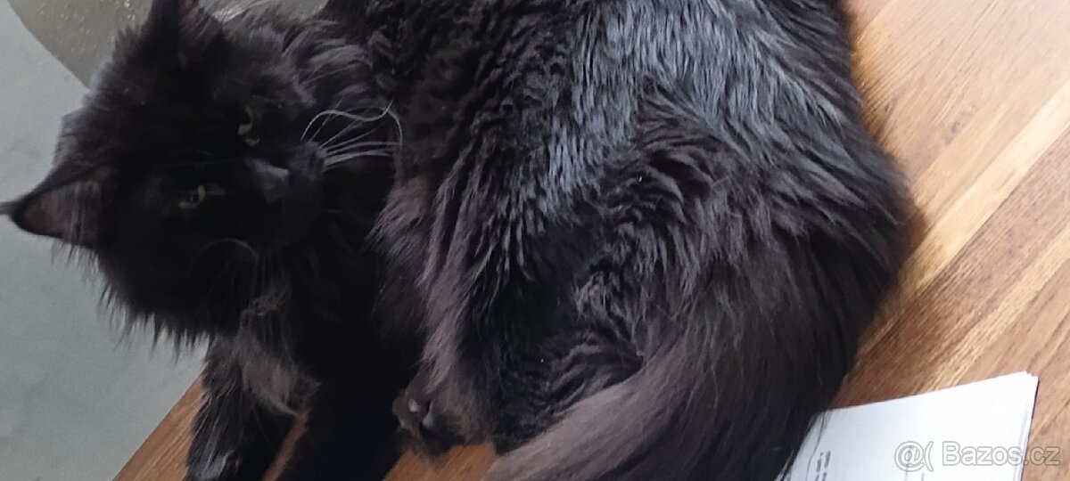 Mainská mývalí krytí - 5