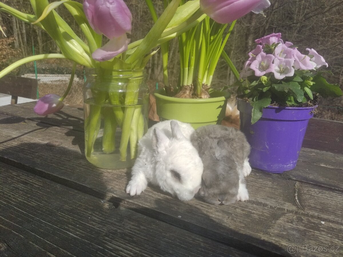 Zakrslý králík - 5
