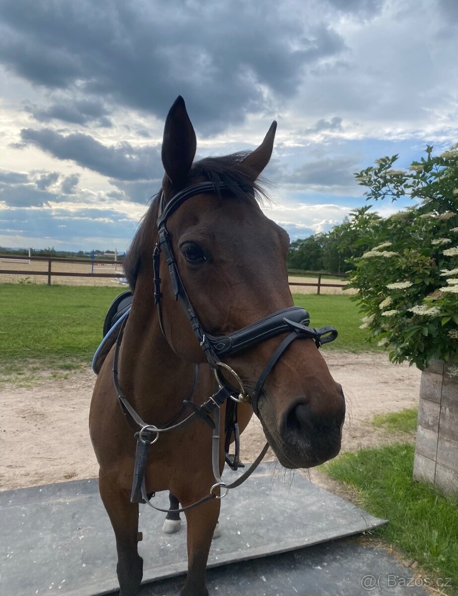 Hodná klisna A1/1 - 5