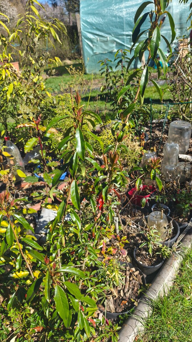 Exotické stále zelené keře - 5