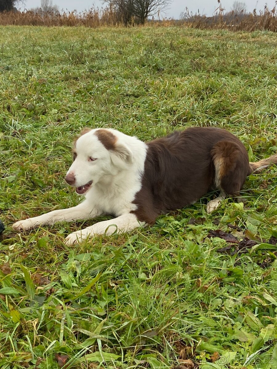 Australský ovčák - 5