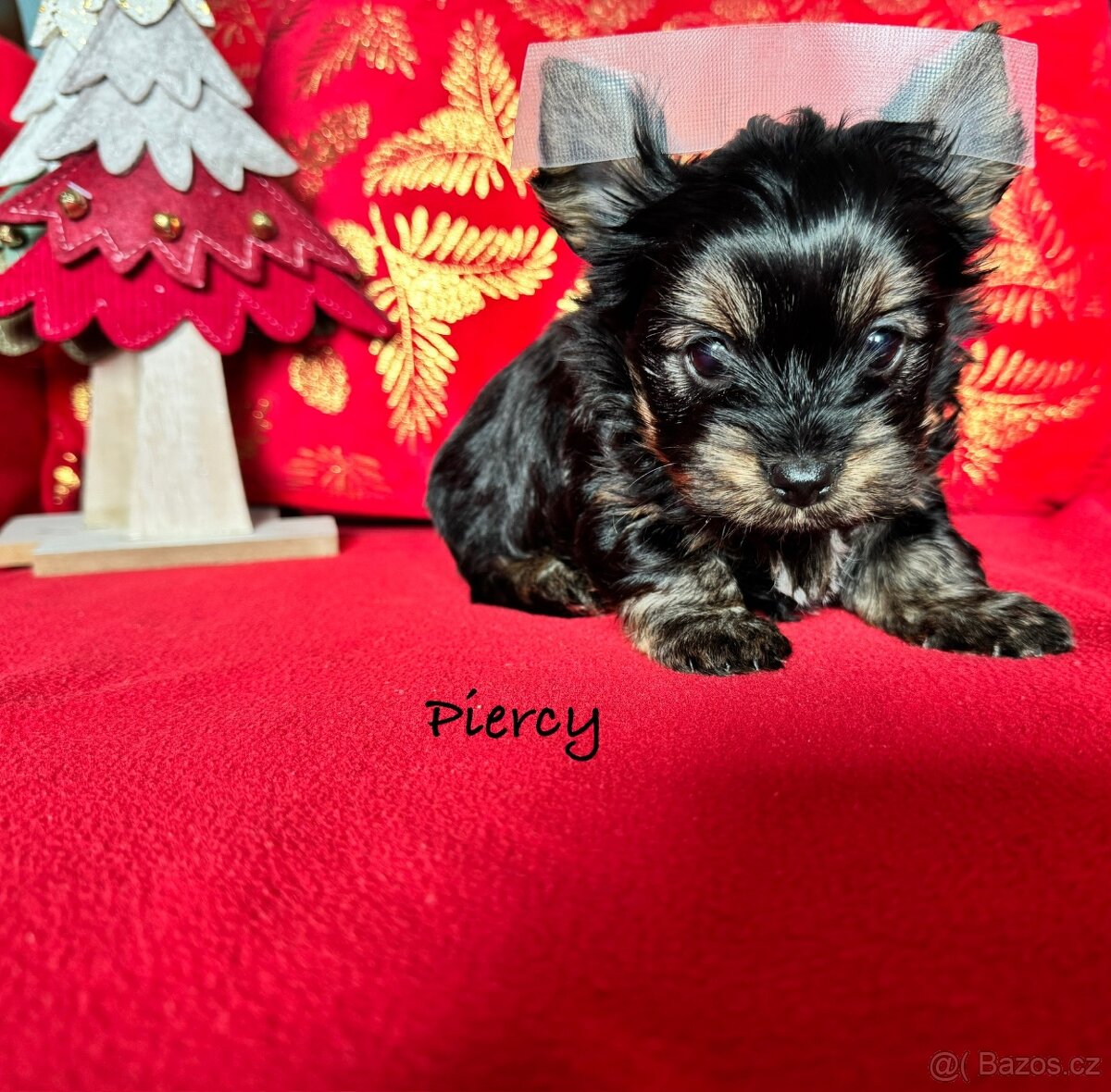 Yorkširsky terier , york , s rodokmenom - 5