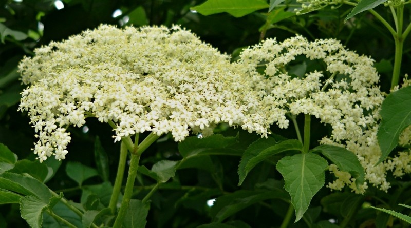 Lipový květ, šípky a jiné bylinky prodám.... - 5