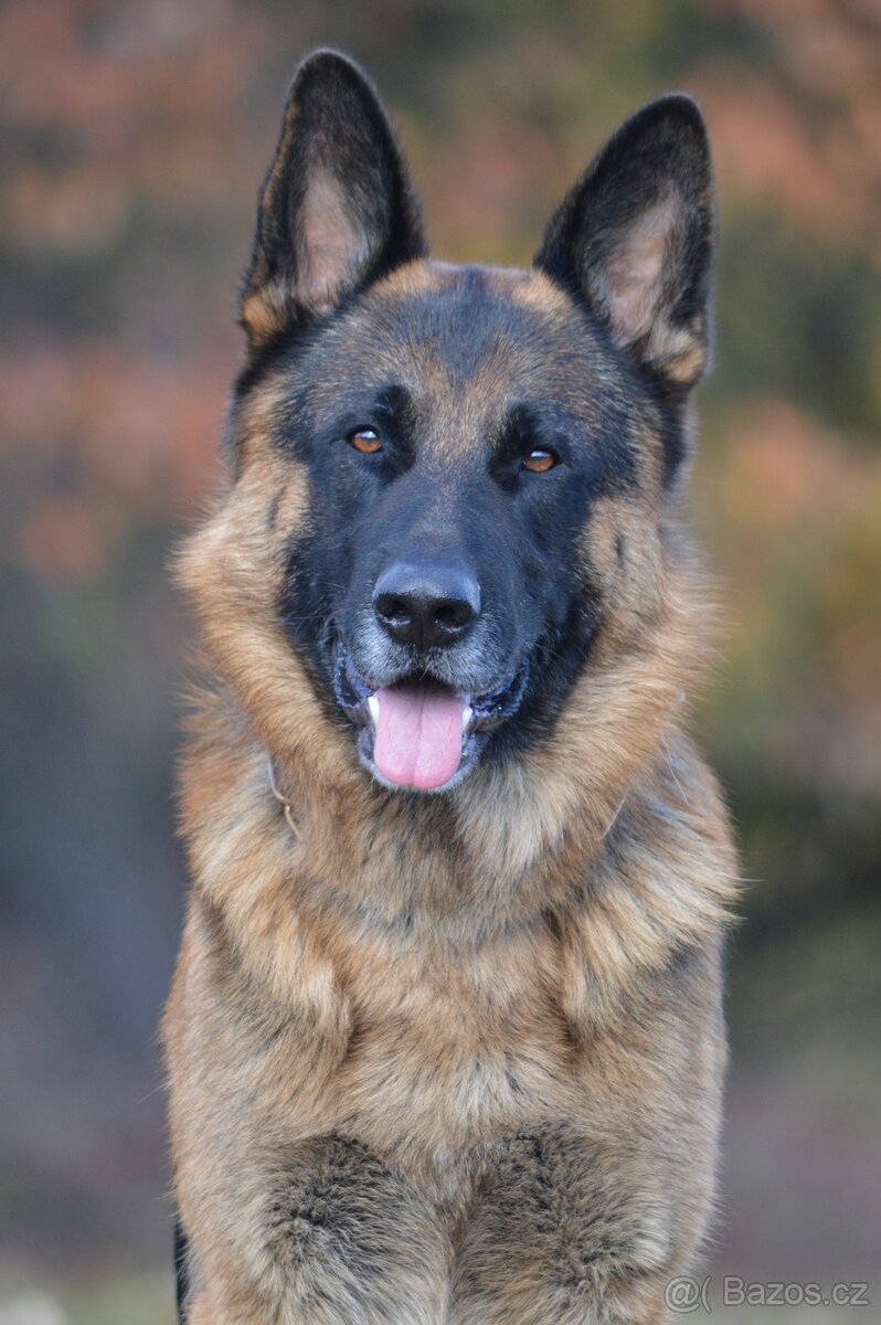 Německý ovčák - 5