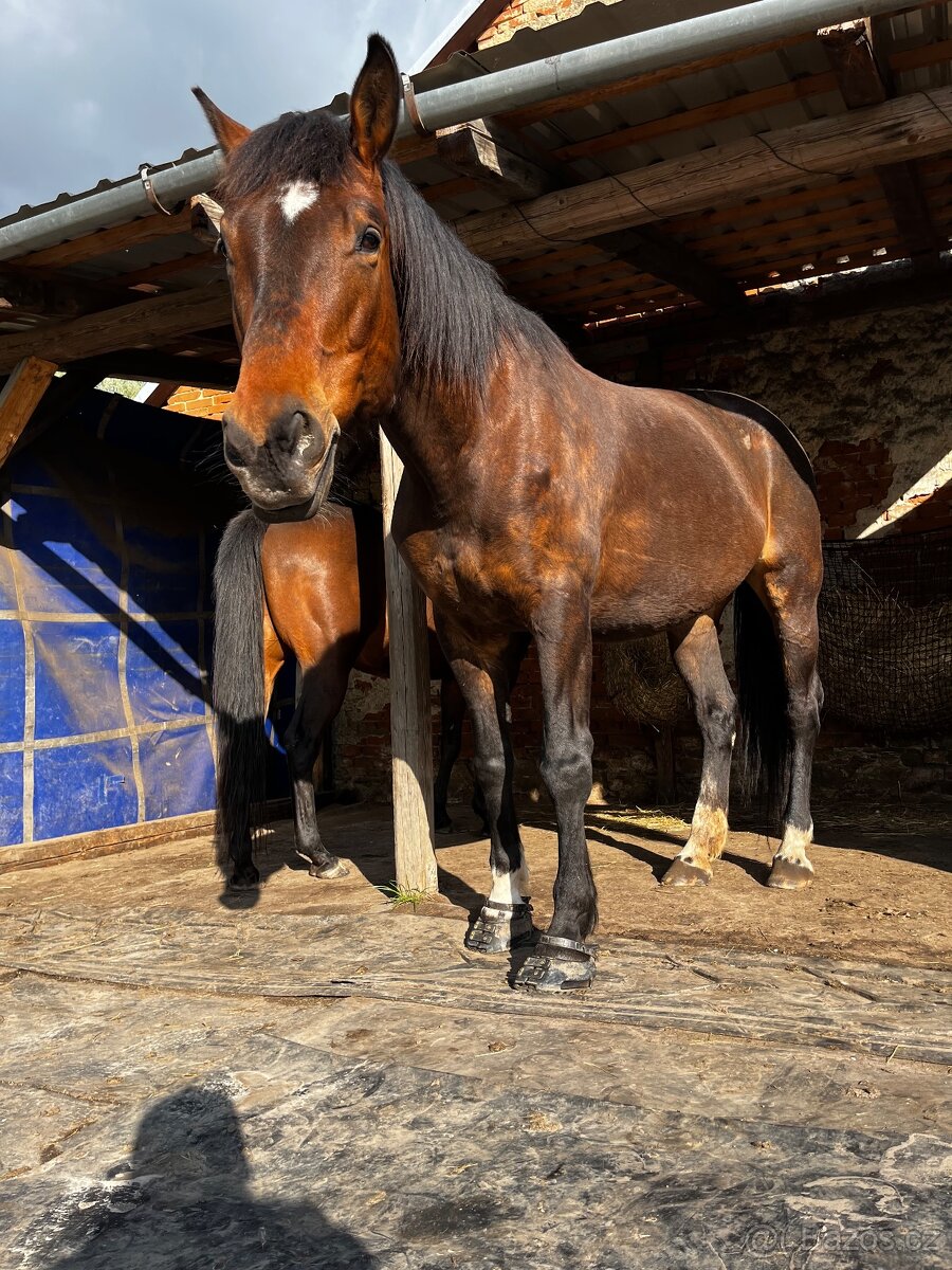 Kobyla ČT - 5