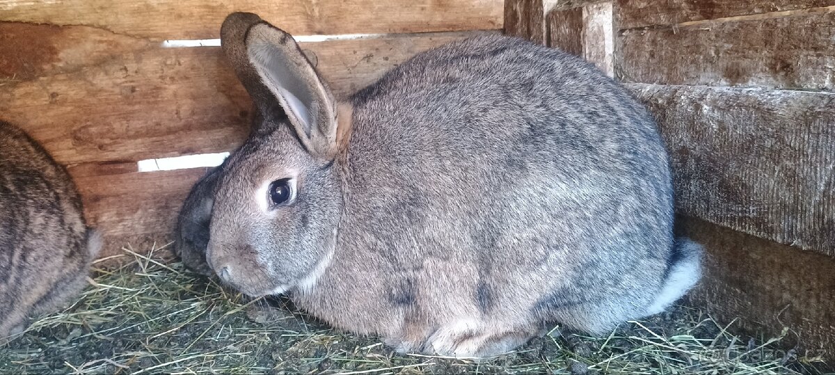 Samce a samice kralika - 5