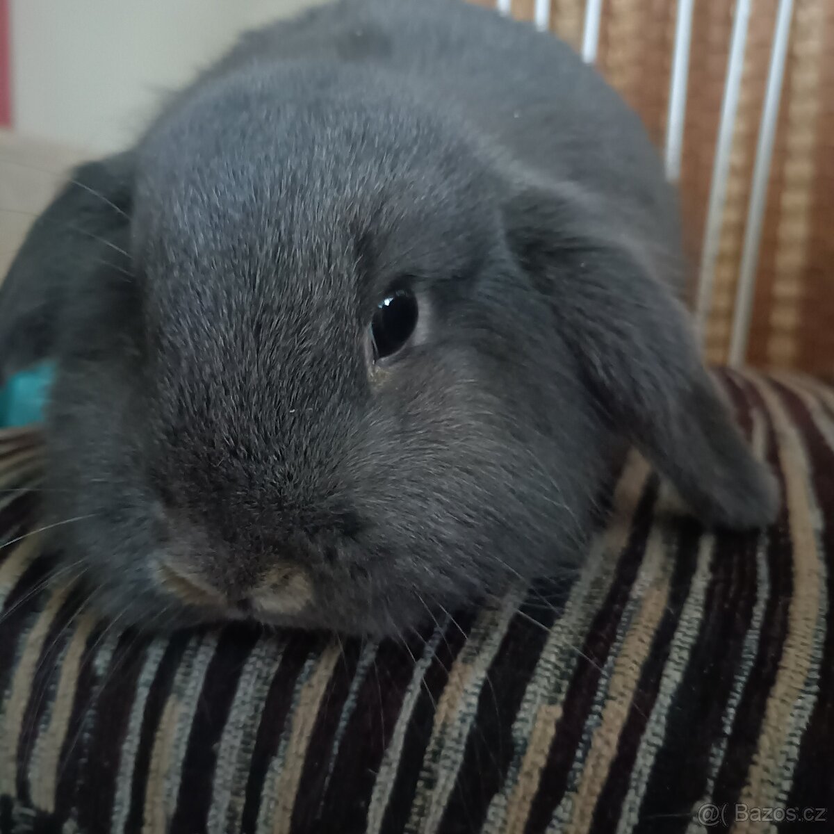 Zarslý beránek / samička - 5