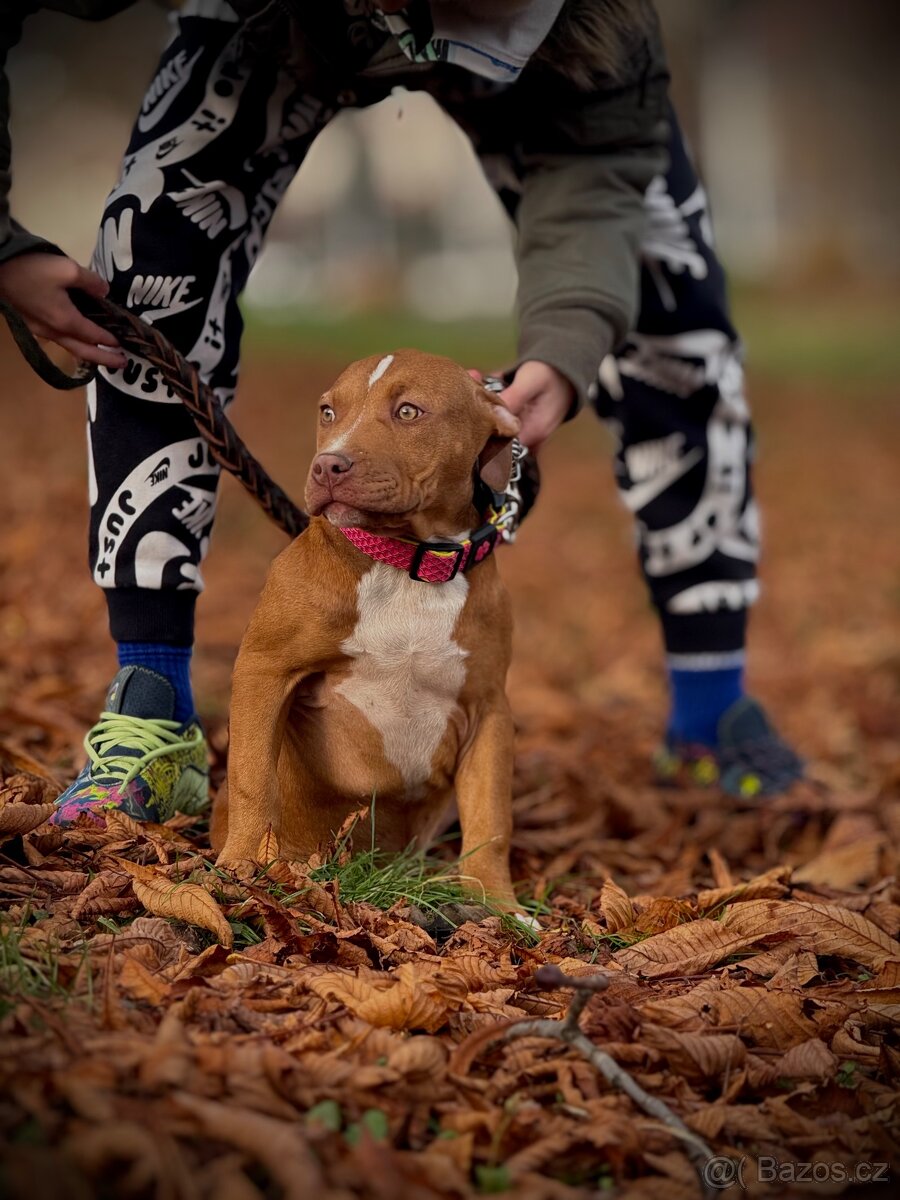 American Bully ABKC - 5