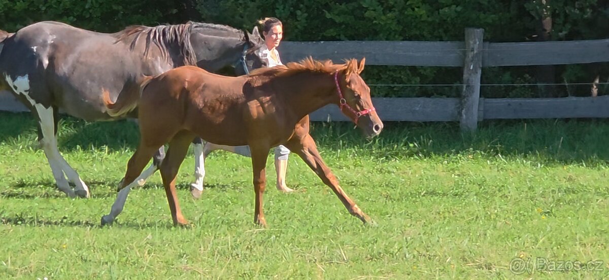 Aqha/Apha chestnut allaround klisnicka - 5