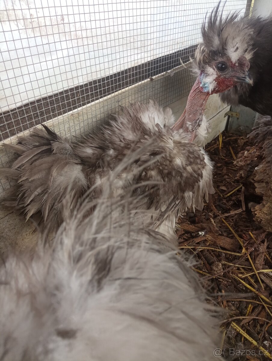 Hokokrky kohoutek hedvabnicka modrý - 5