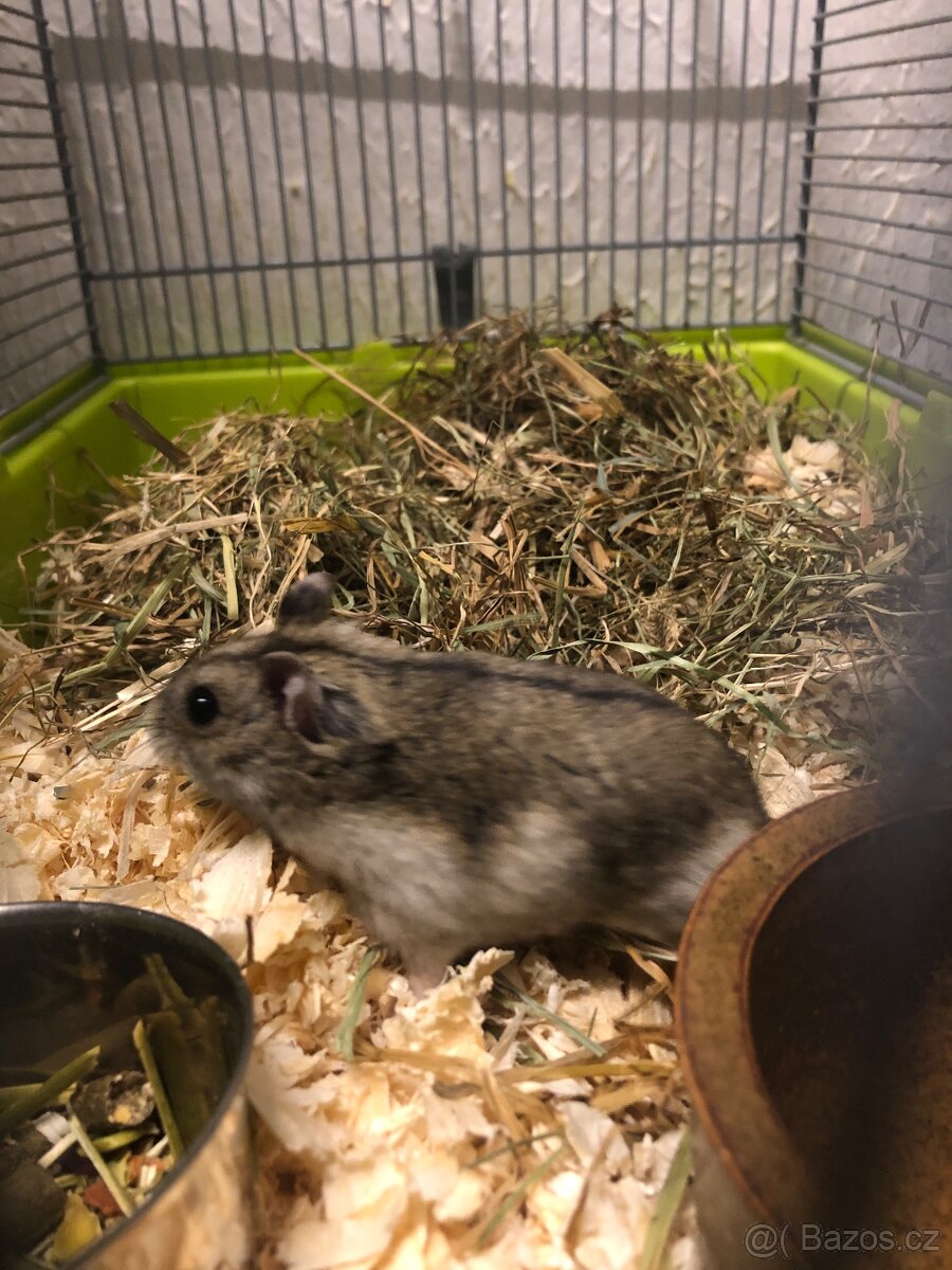 Křečík džungarský - 5