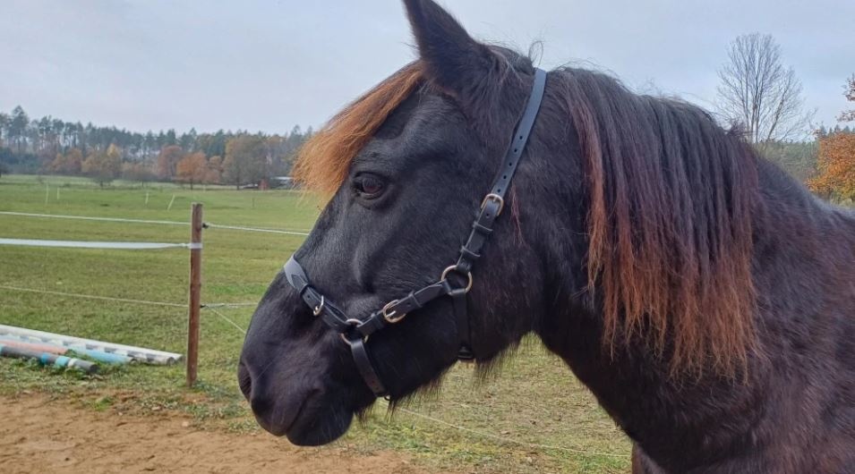 Multifunkční uzdečka s odepínacím udidlem - 5