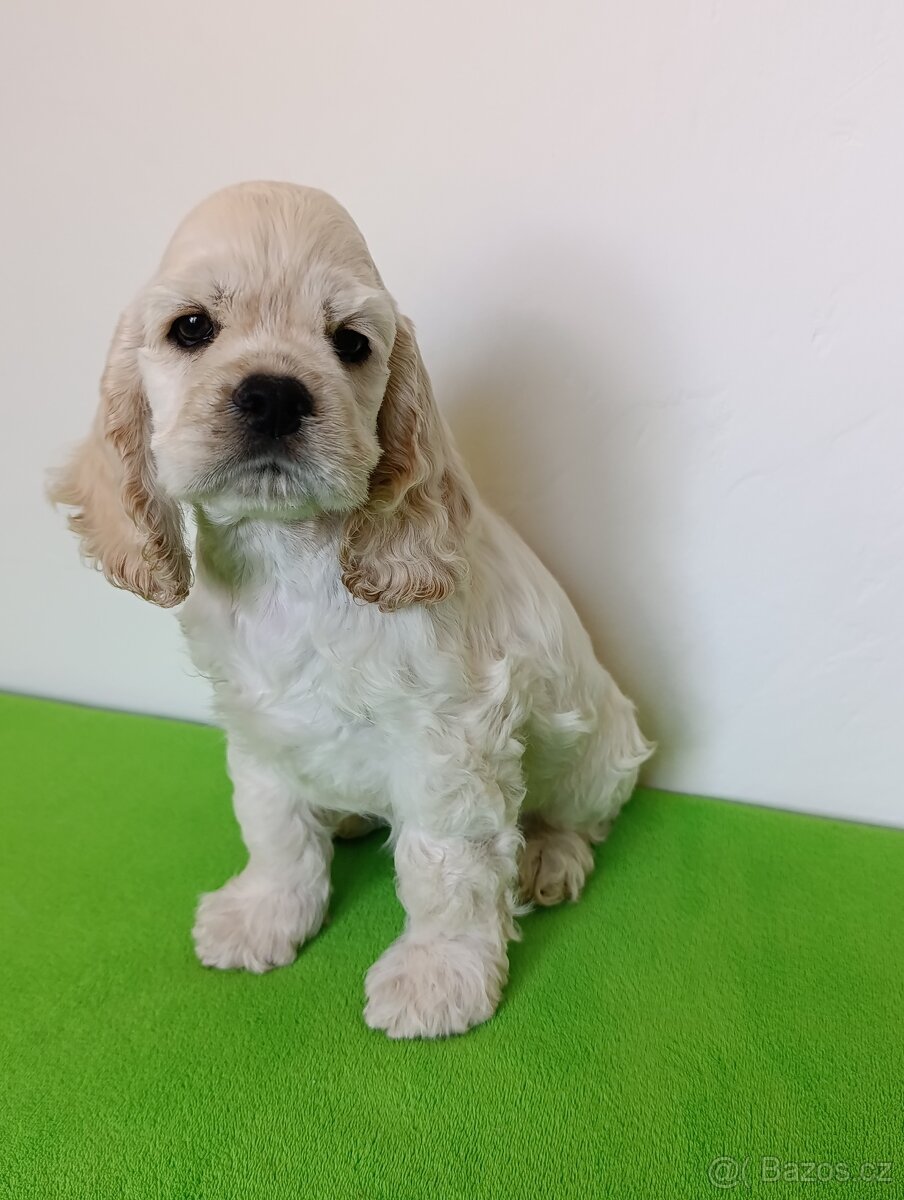 Štěňátka blond Kokršpaněla - 5