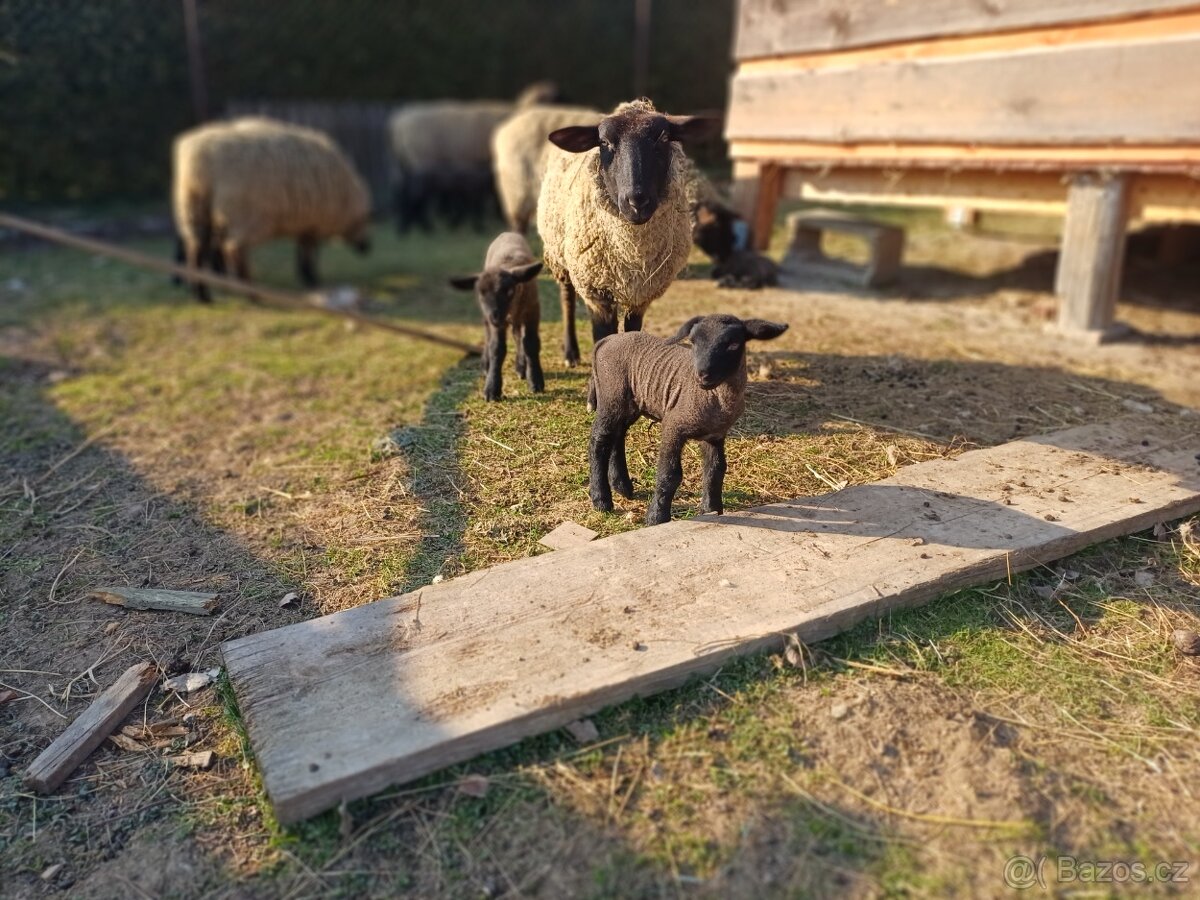 Zadám jehňata suffolk - 5