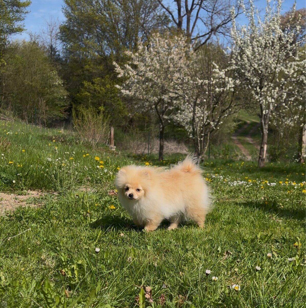 Pomeranian - 5