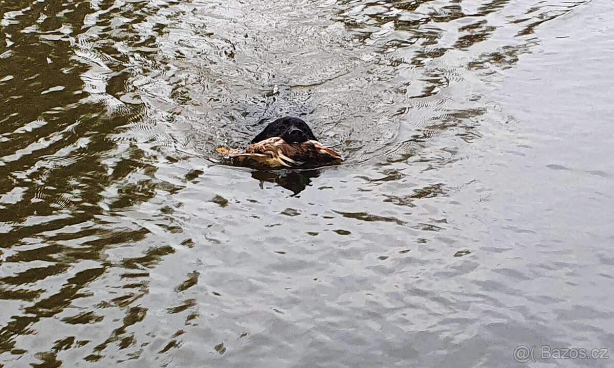 Labradorský retriever A MAGIC FRIEND OF FROTARIS - krytí - 5