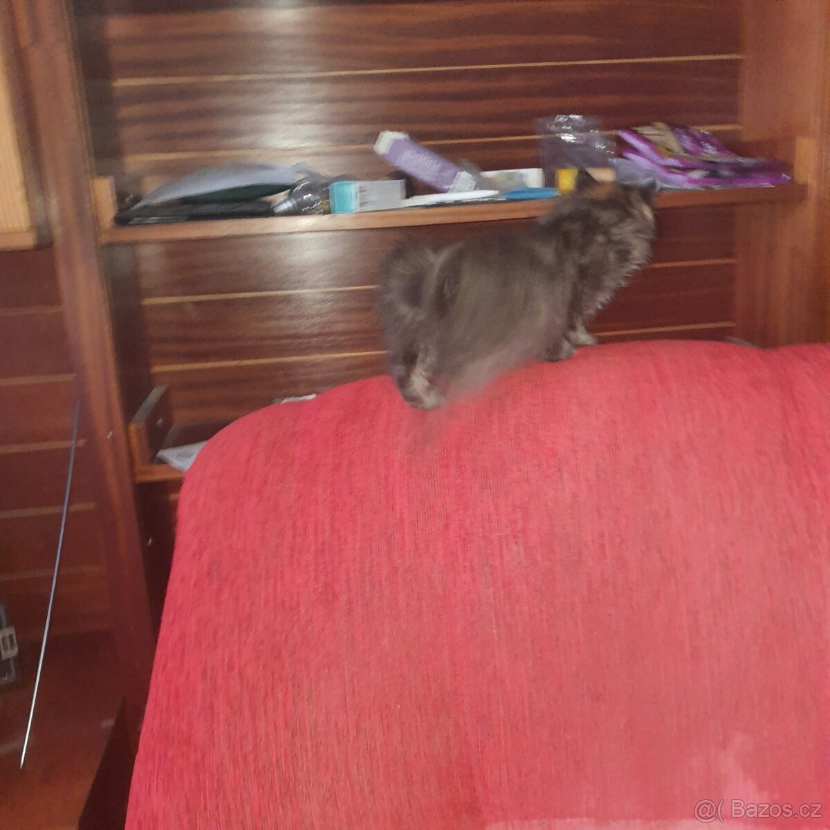 Ponukam maciatko - 5