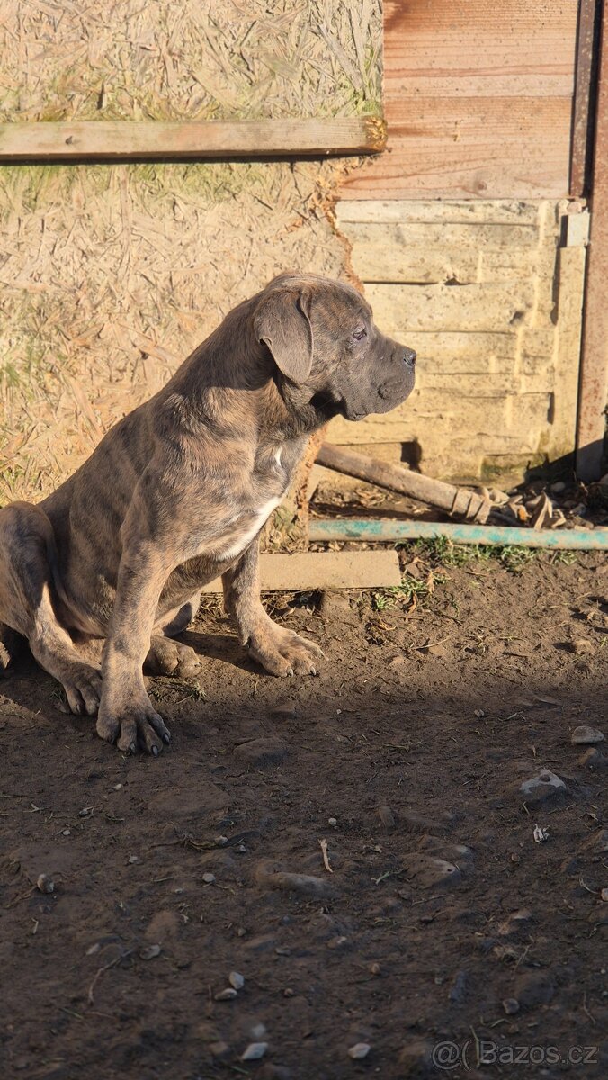 Cane Corso s PP - 5