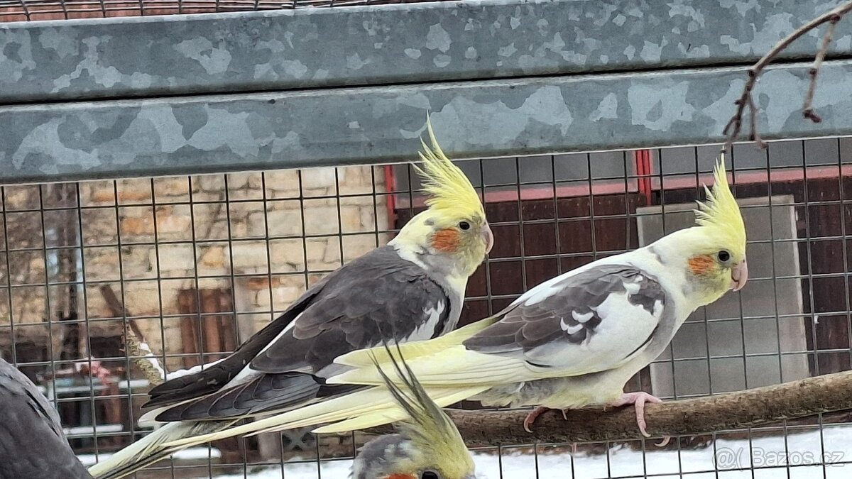 Korely chocholaté - 5