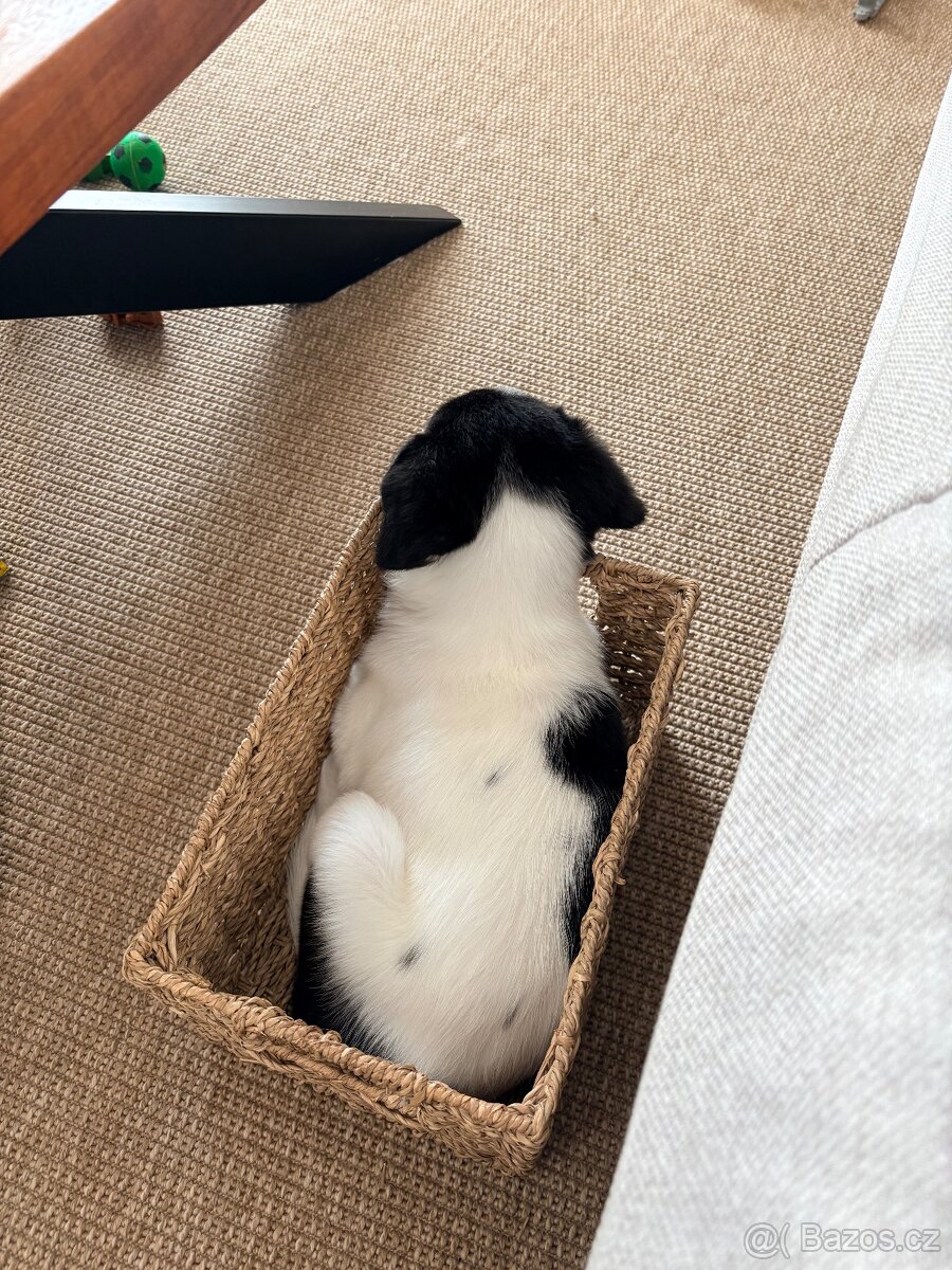 Border kolie x jack russel - 5