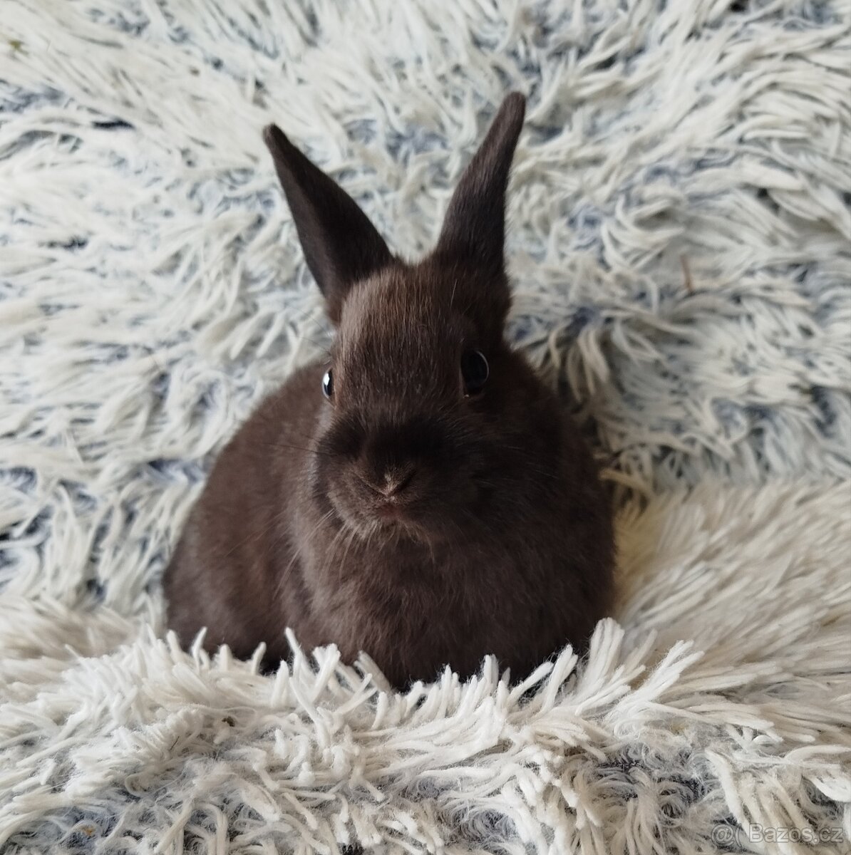 Zakrslý králík - 5