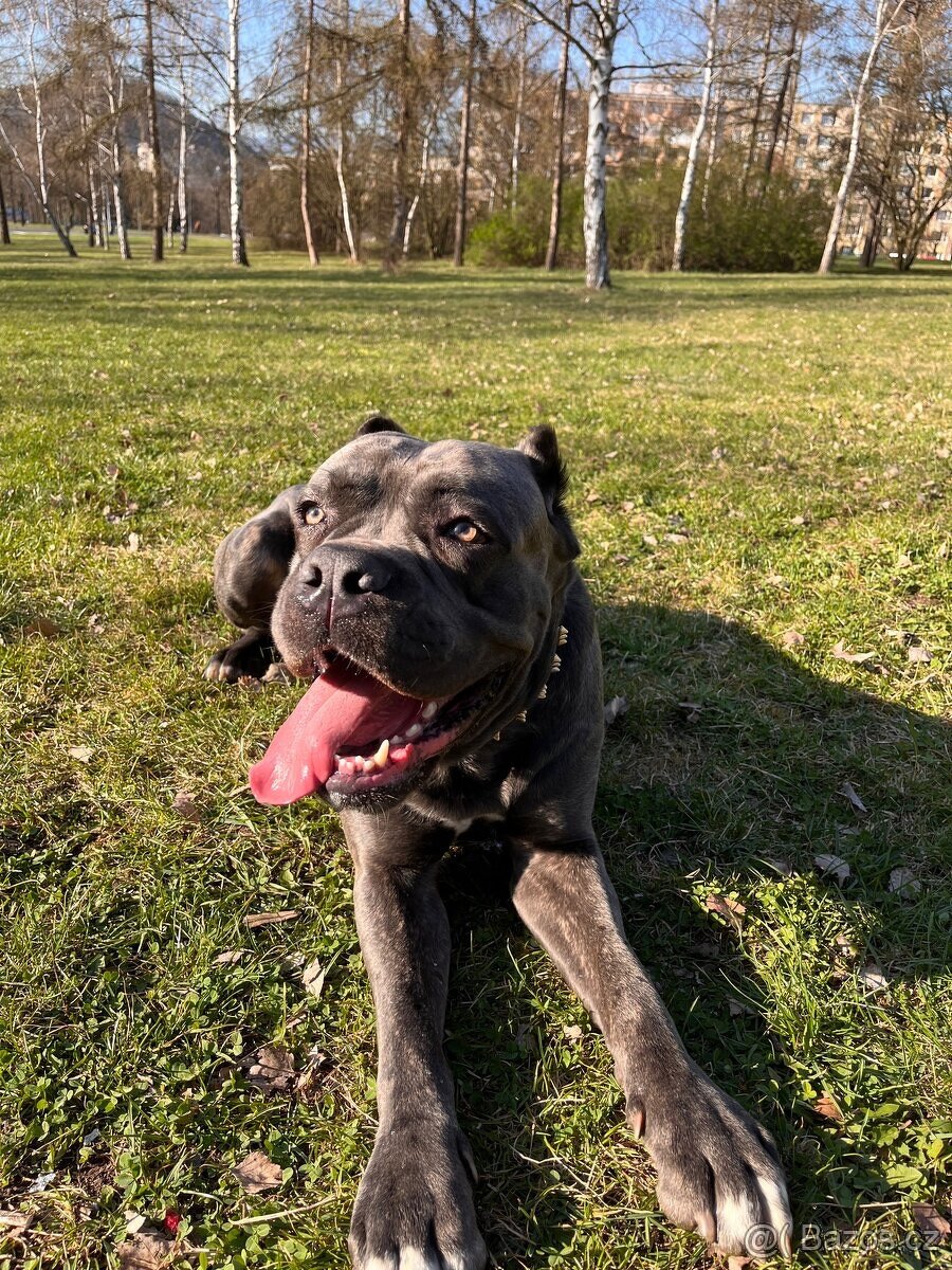 Cane Corso - 5