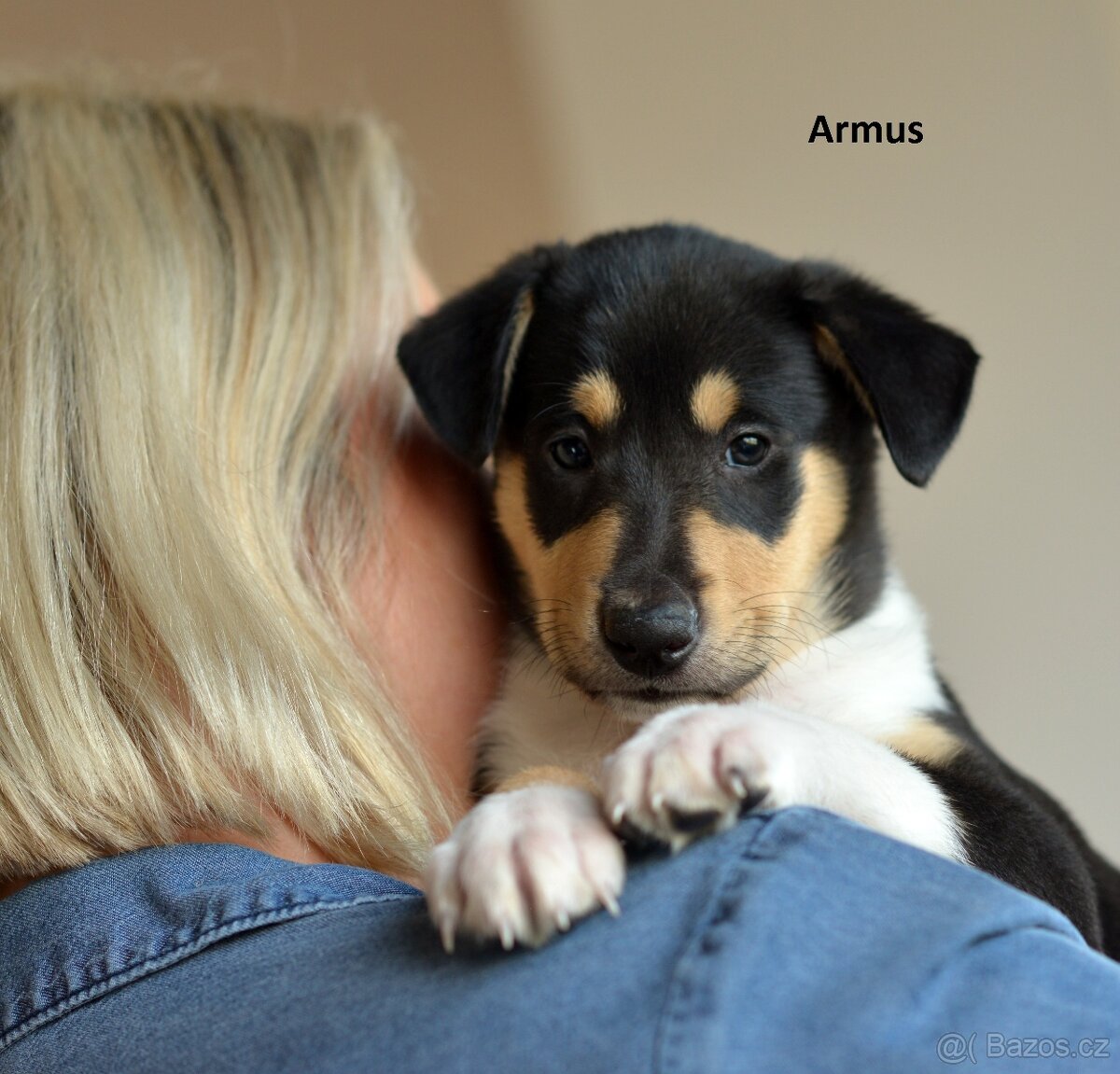 Krátkosrstá kolie - 5