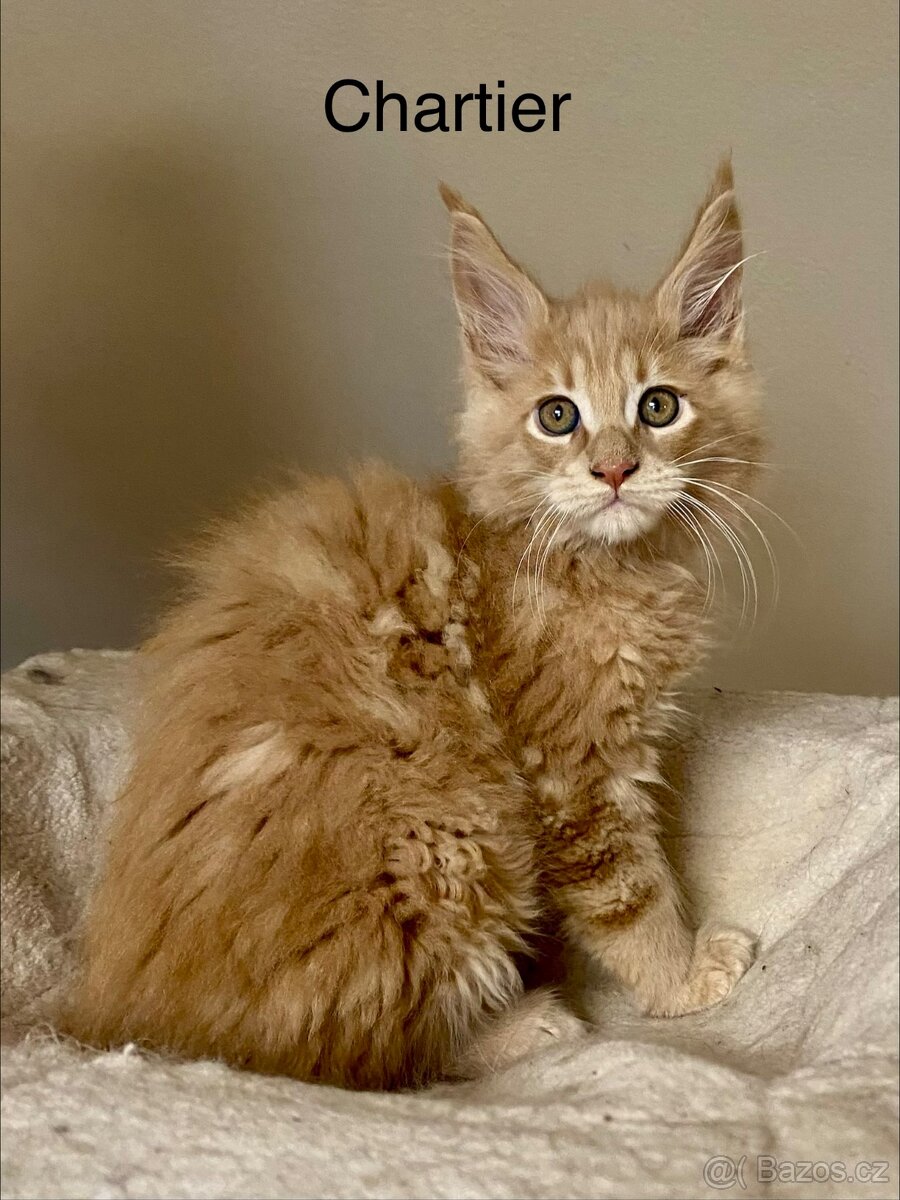 Mainská mývalí s PP - 5