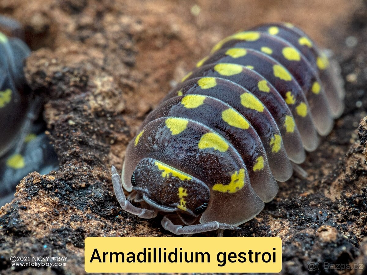 Stínky - isopody - 5