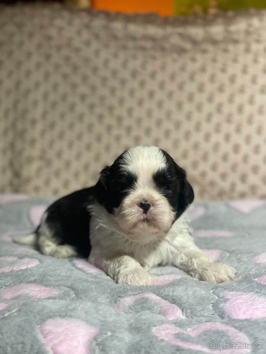 Shih tzu s PP - 5