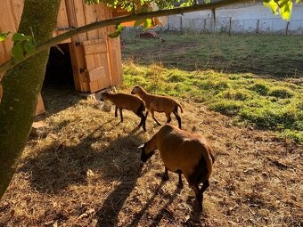 Kamerunská ovce - 5