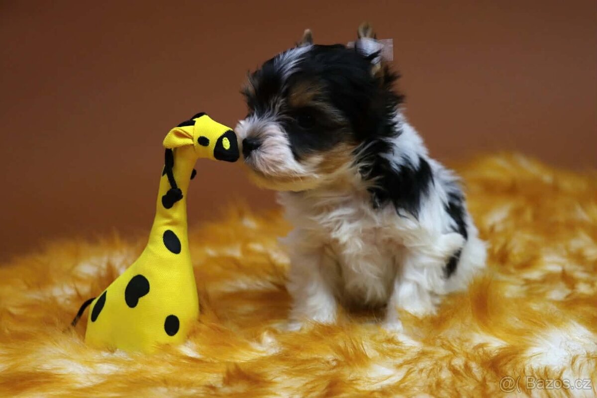 Biewer terriér jorkšírský - 5