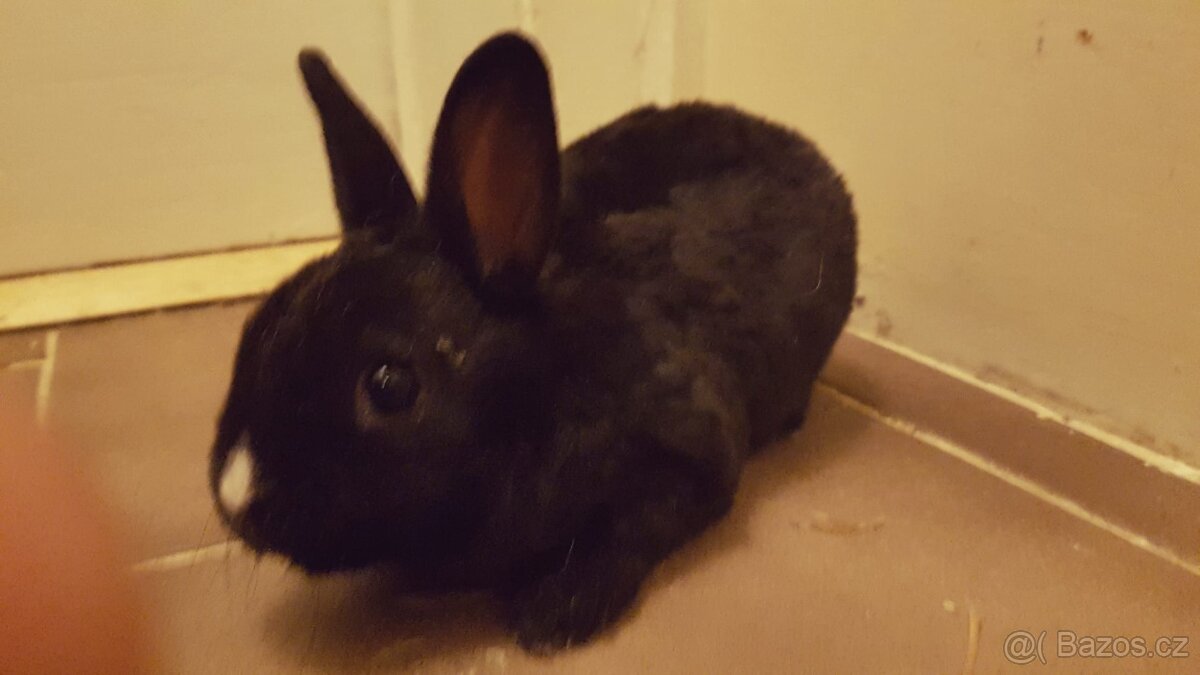 Zakrslý rex černý - 5