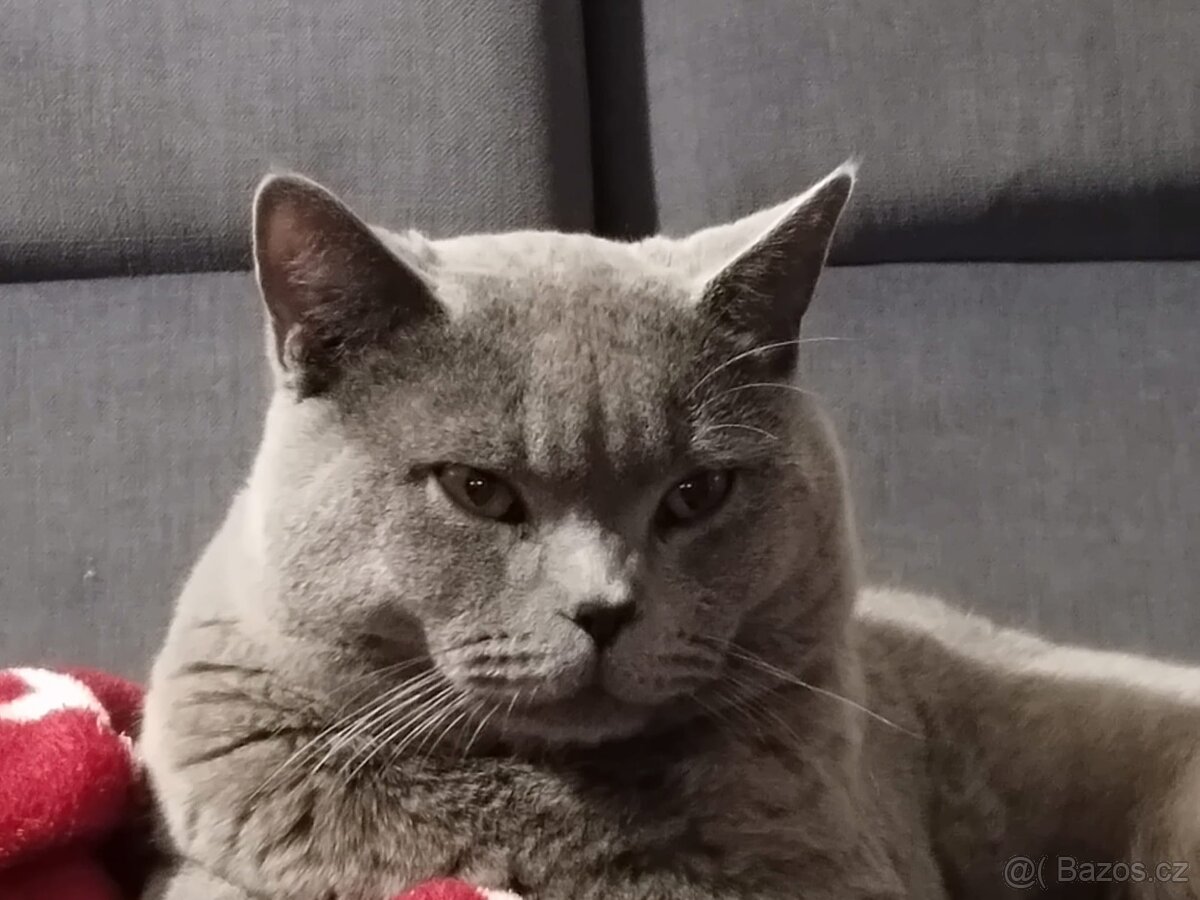 Britský modrý kocour ke krytí - 5