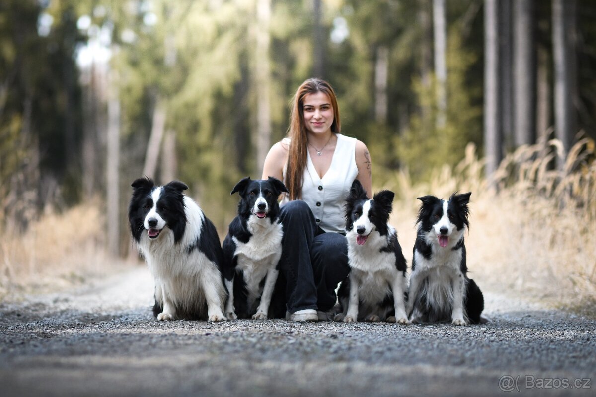 Border kolie s PP, štěňátka - 5