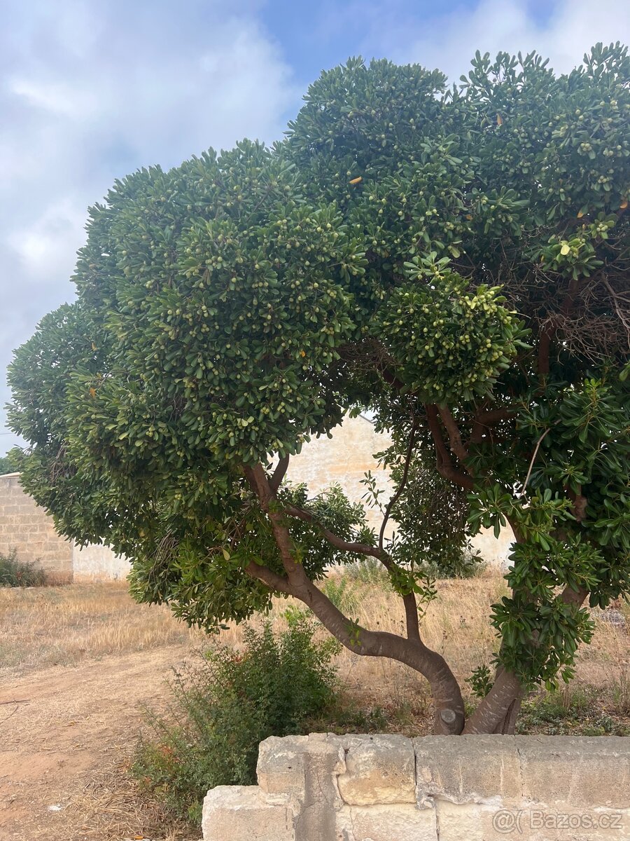 Pozemek 1100m2 500m od pláže🇮🇹 - 5