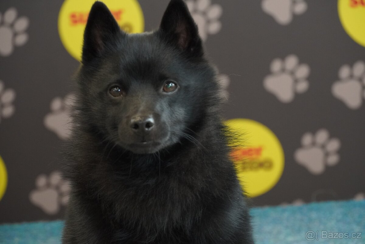 Šiperka s PP- nabízím krytí plnochrupým zdravým psem - 5