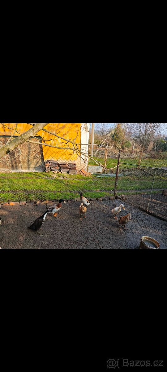 Kuřátka ,, běžci - 5