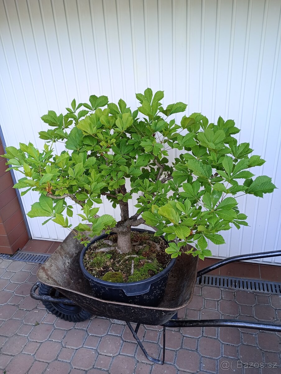 Jírovec maďal (kaštan) bonsai - 5